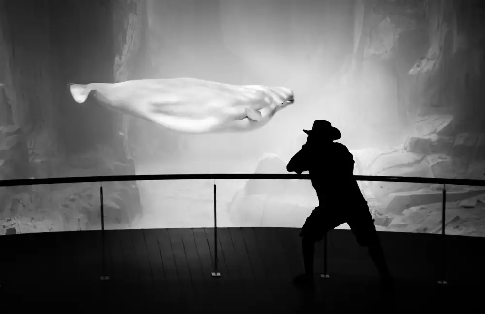 Duran, Luis Juan: Photographer and beluga