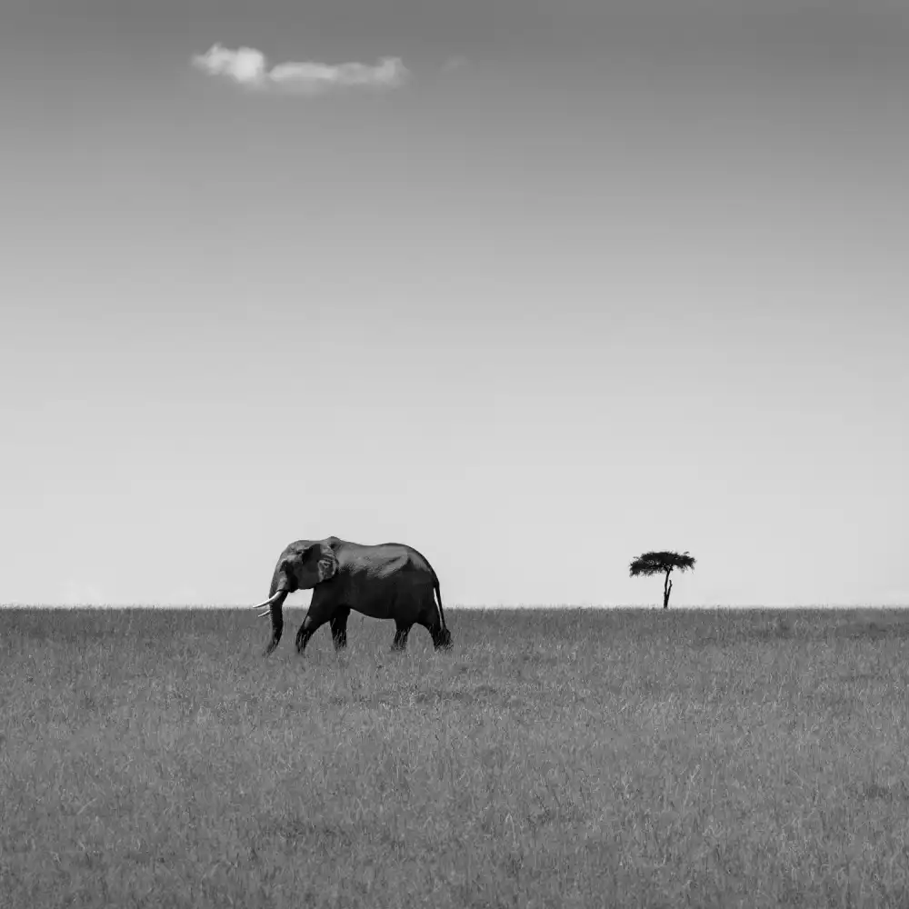 Khataw, Ali: Elephant and the friendly cloud...