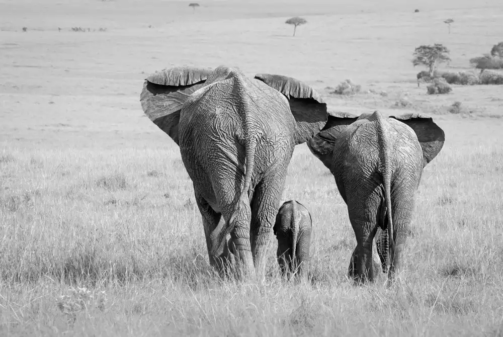 Khataw, Ali: Three Butts!