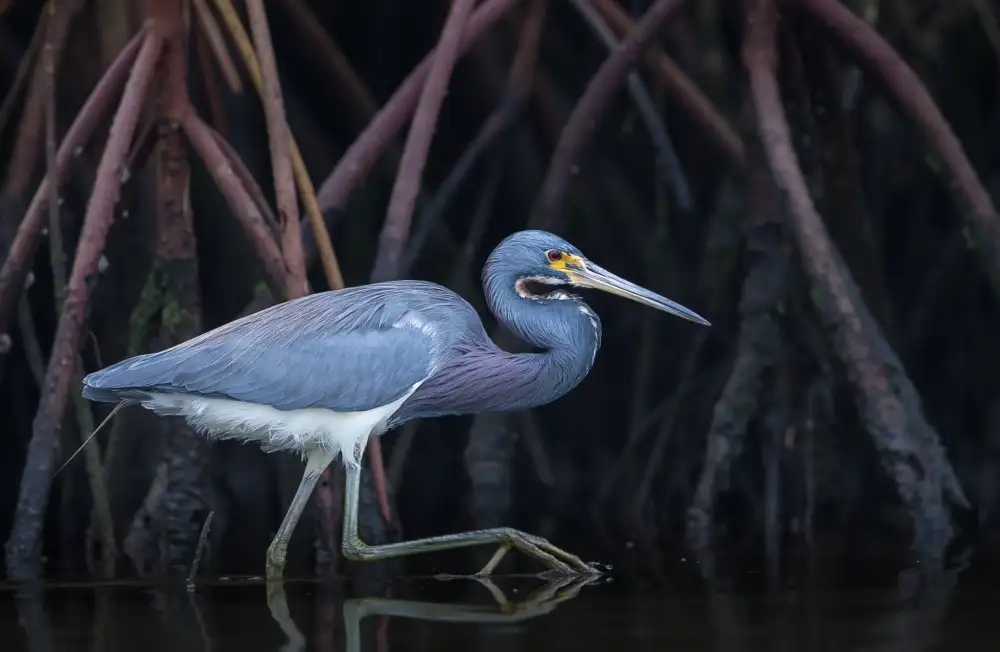 Barsh, Greg: Stalking in the Mangroves