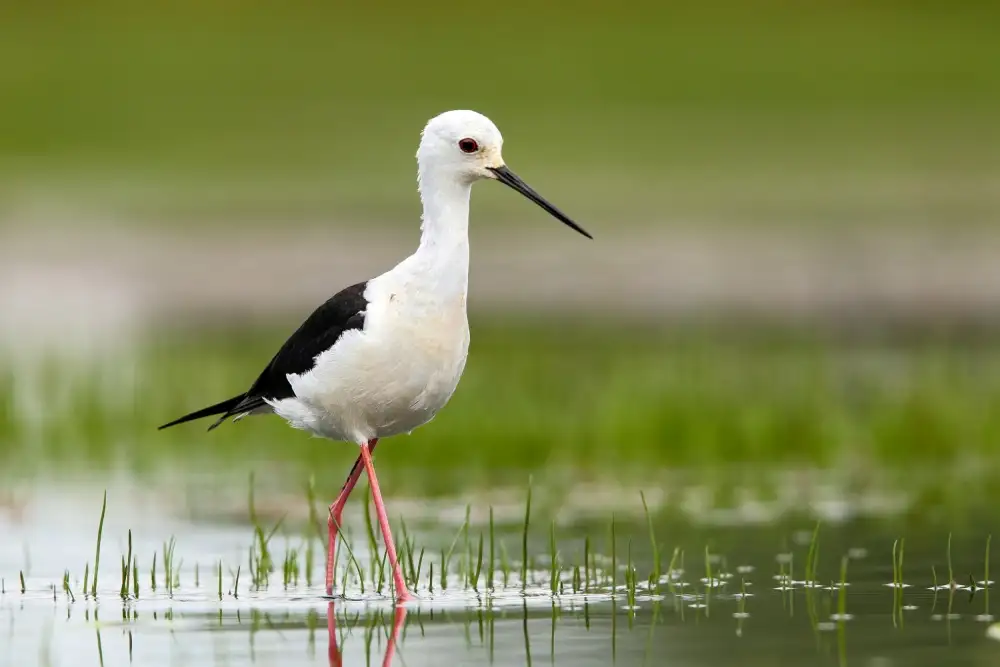 Merino, Nicolás: Himantopus himantopus