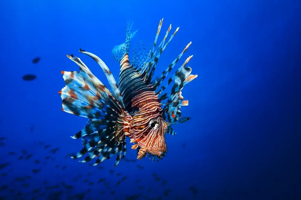 Gabriel, Barathieu: Poisson-lion