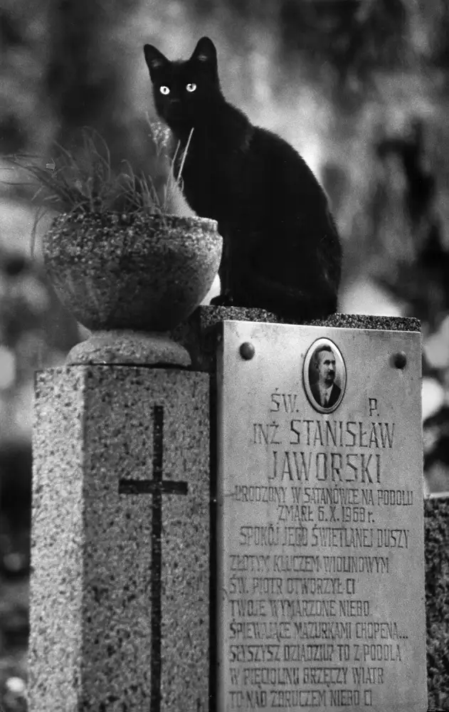 Stefan, Jacek: Incarnation - from Kittysnaps