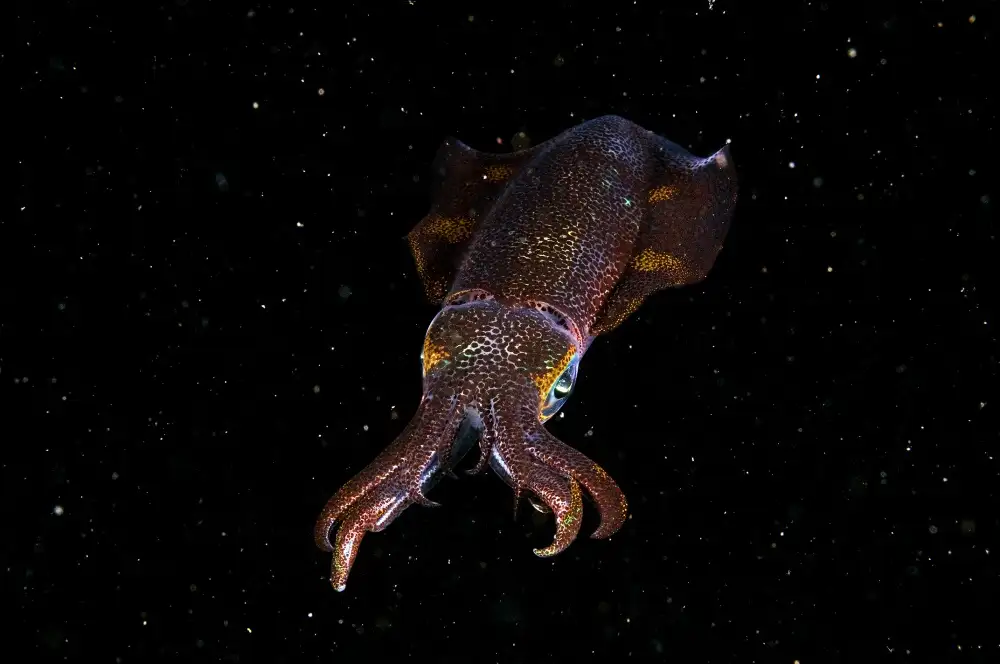 Tov, Ben Ilan: Squid in space