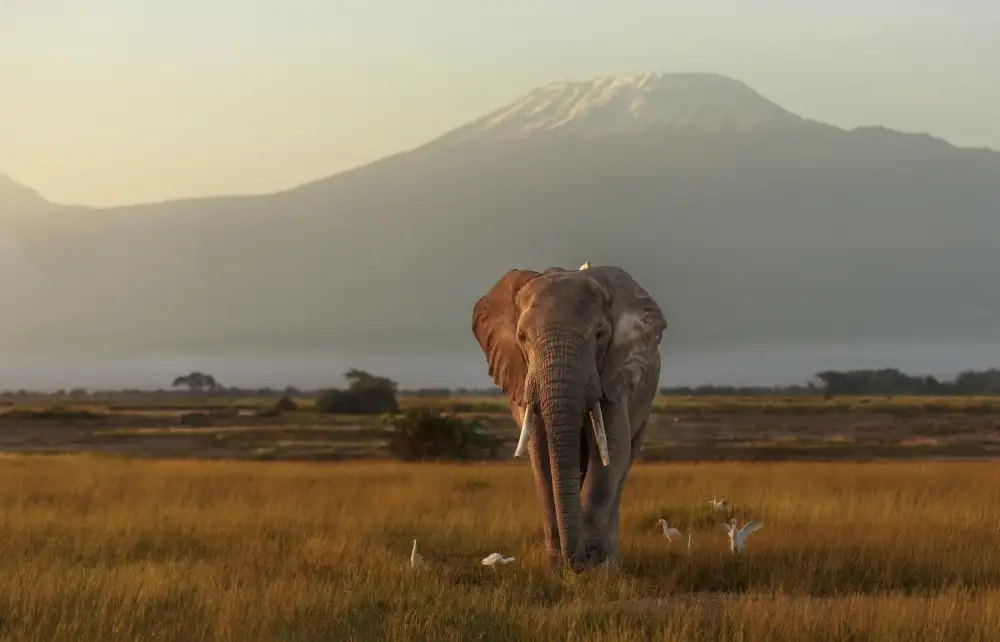 Mei, Massimo: Under the roof of Africa