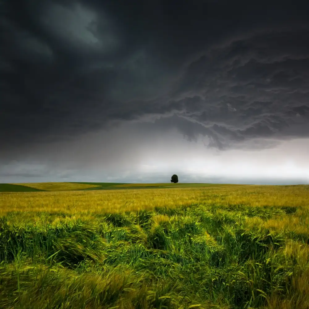 Schumacher, Nicolas: Sommergewitter