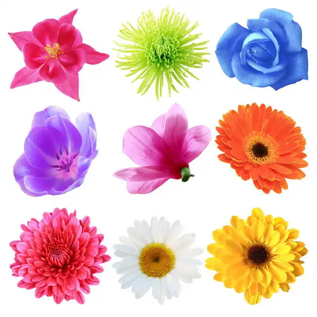 Unknown: Flowers of different shapes and colors