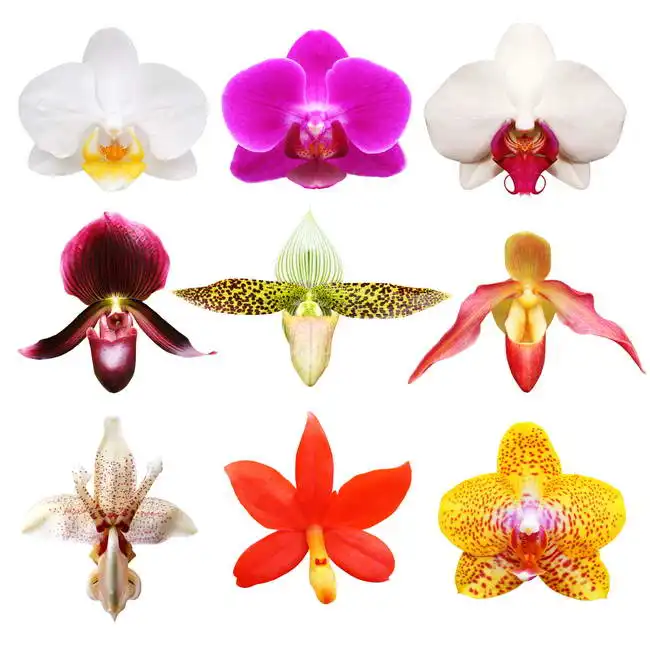 Unknown: Orchidee