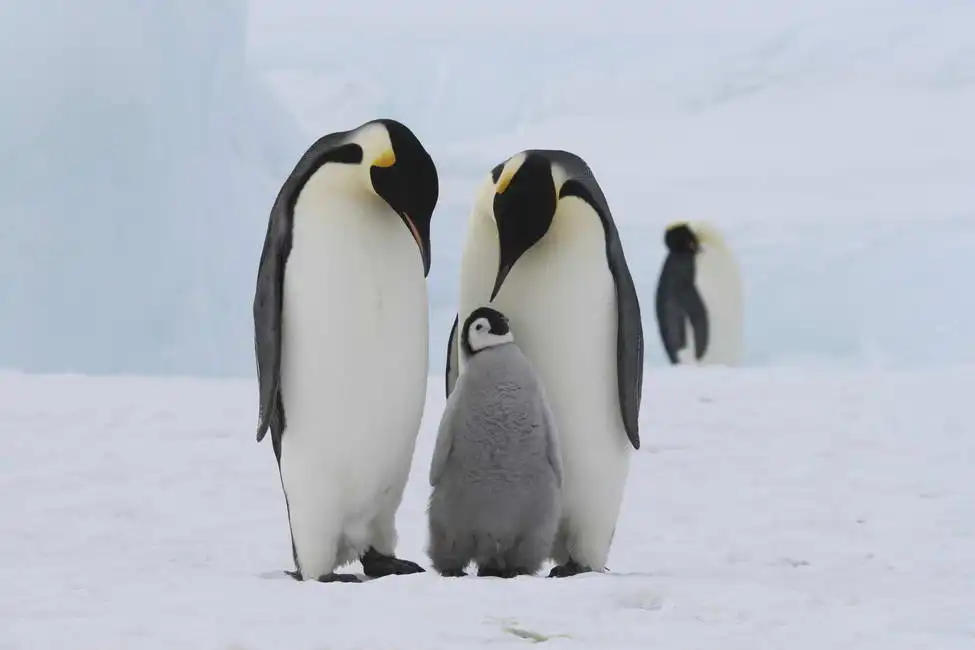 Unknown: Pinguini imperatore sul ghiaccio marino nel Mare di Weddell