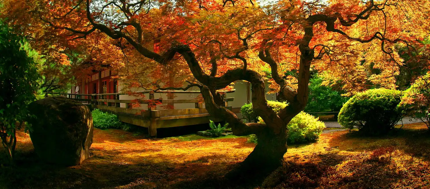 Unknown: Árbol en un jardín japonés