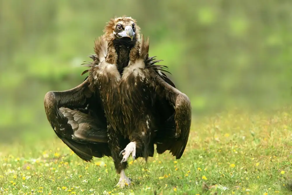 Merino, Nicolás: Step Dancing