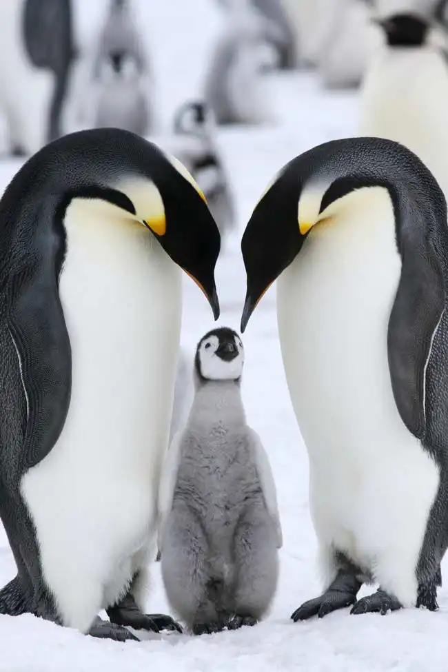 Unknown: Pinguini imperatore