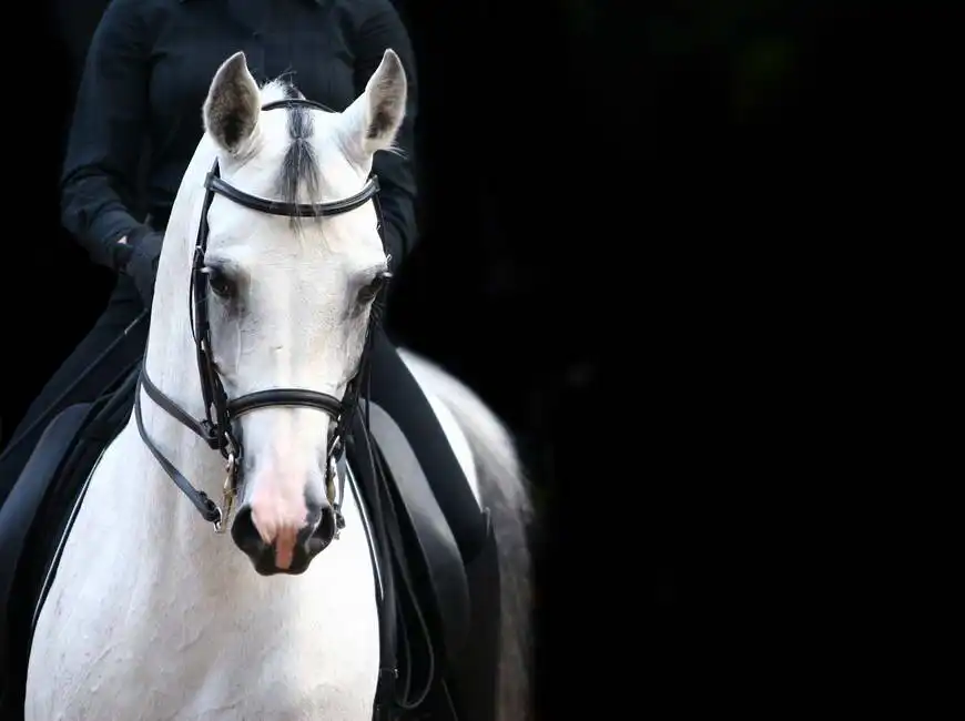 Unknown: Il cavaliere sul cavallo bianco