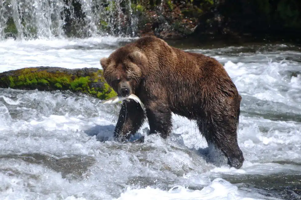 Unknown: Grizzly bear while hunting salmon
