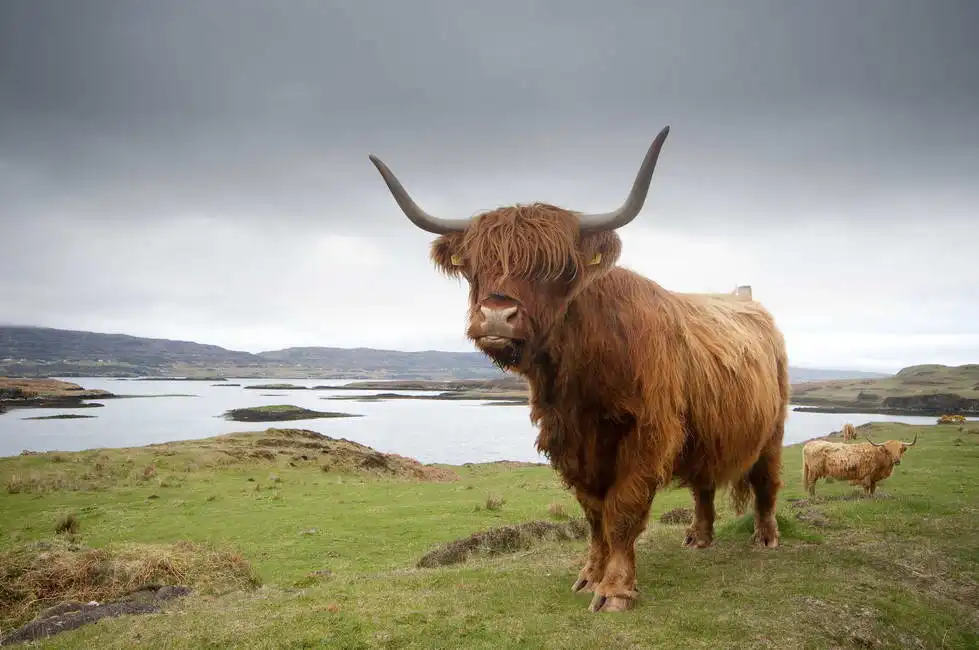 Unknown: Vache sur l