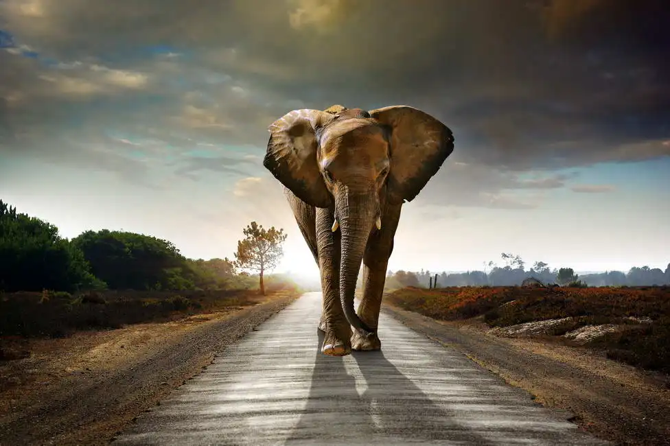 Unknown: Elefante che cammina lungo la strada