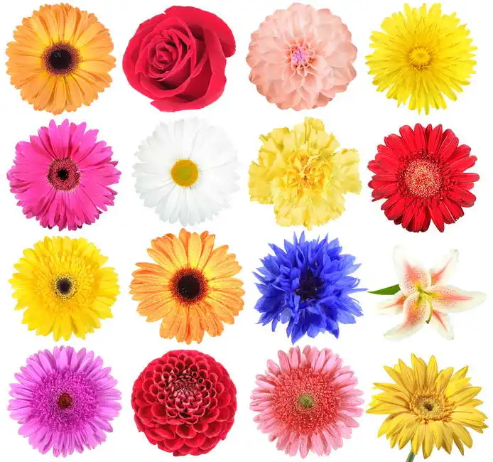 Unknown: Set of flowers