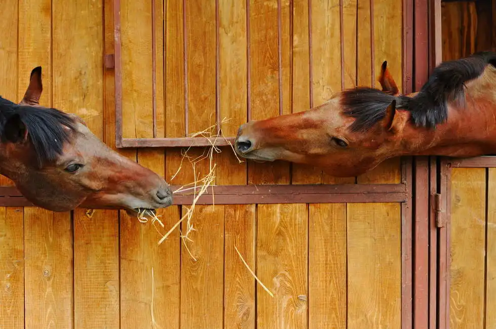 Unknown: Two horses in the stable