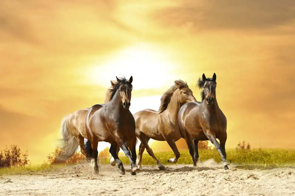 Unknown: Cavalli al tramonto