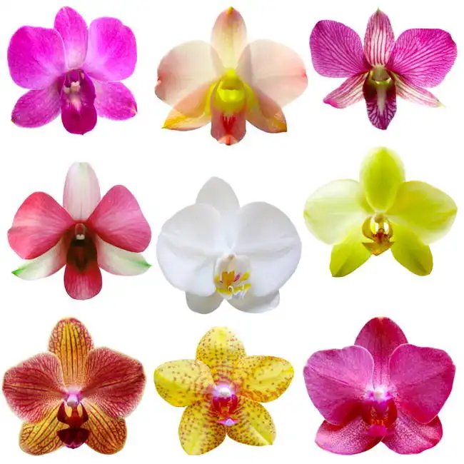 Unknown: Orchidee su sfondo bianco