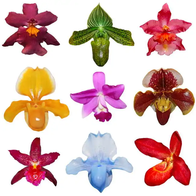 Unknown: Neuf orchidées