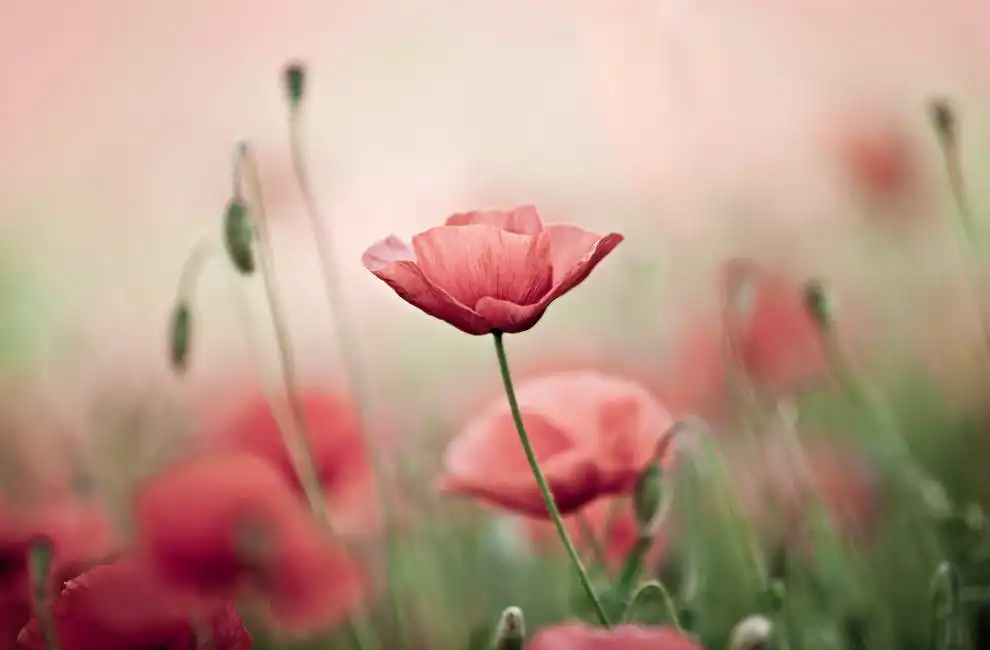 Unknown: Coquelicots