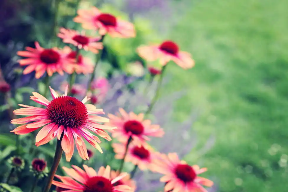 Unknown: Coneflower - flowers in the garden