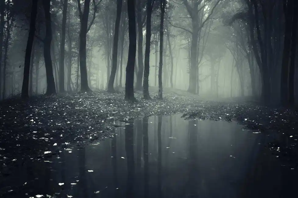 Unknown: Stagno di Forester