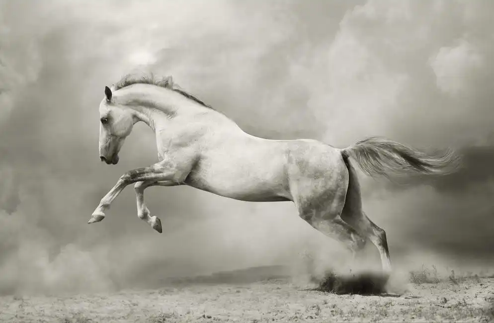 Unknown: Silvery white horse