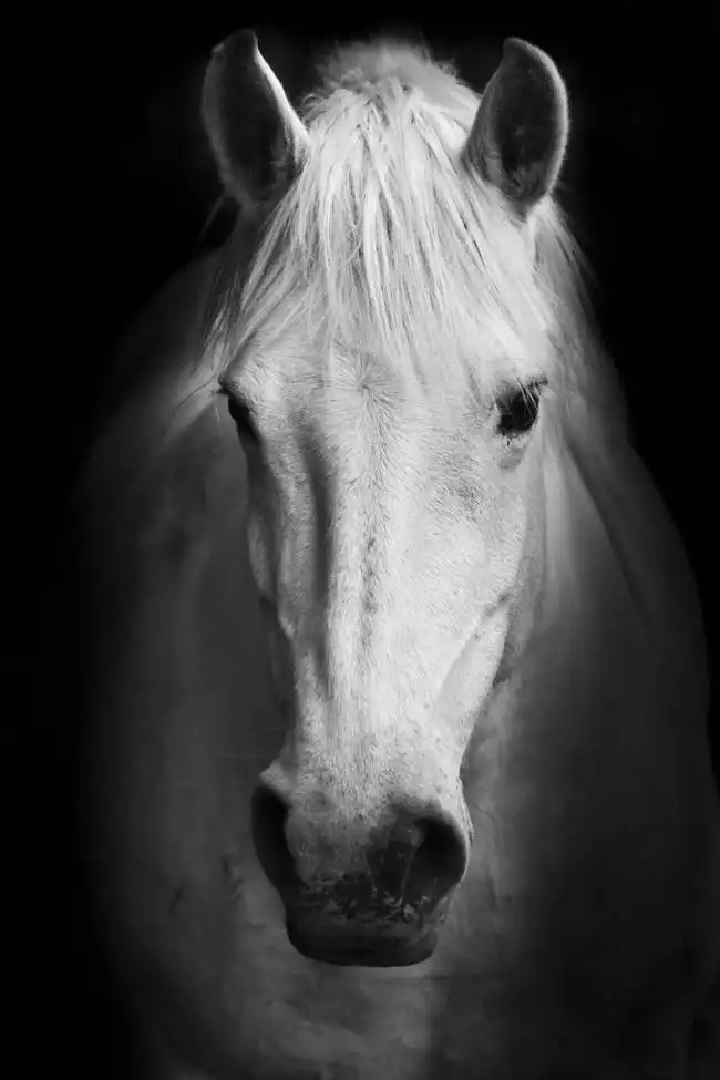 Unknown: White horse in black
