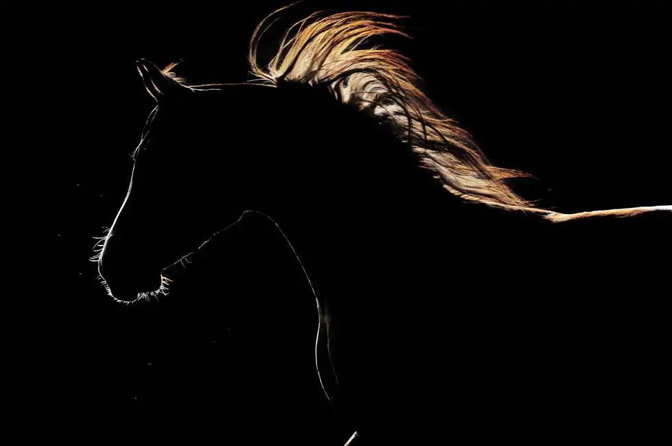 Unknown: Horse silhouette