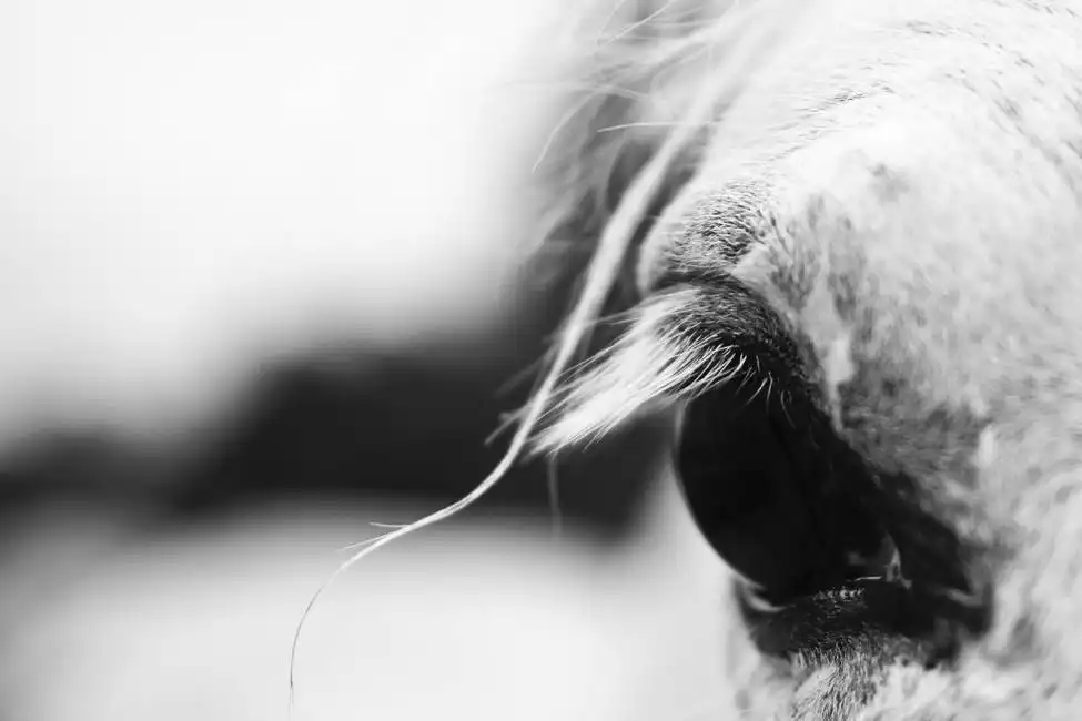 Unknown: Close eye horse