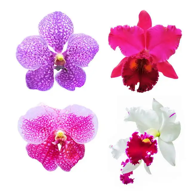 Unknown: Four orchids