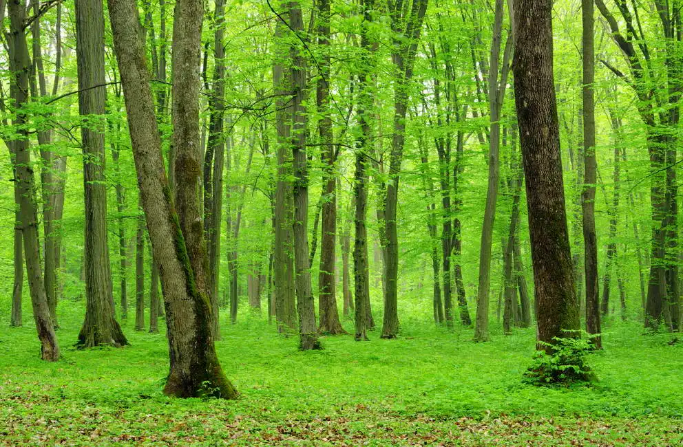 Unknown: Grünholz