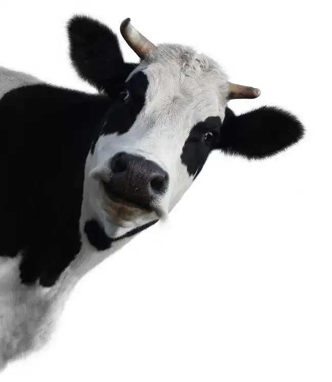 Unknown: Funny cow