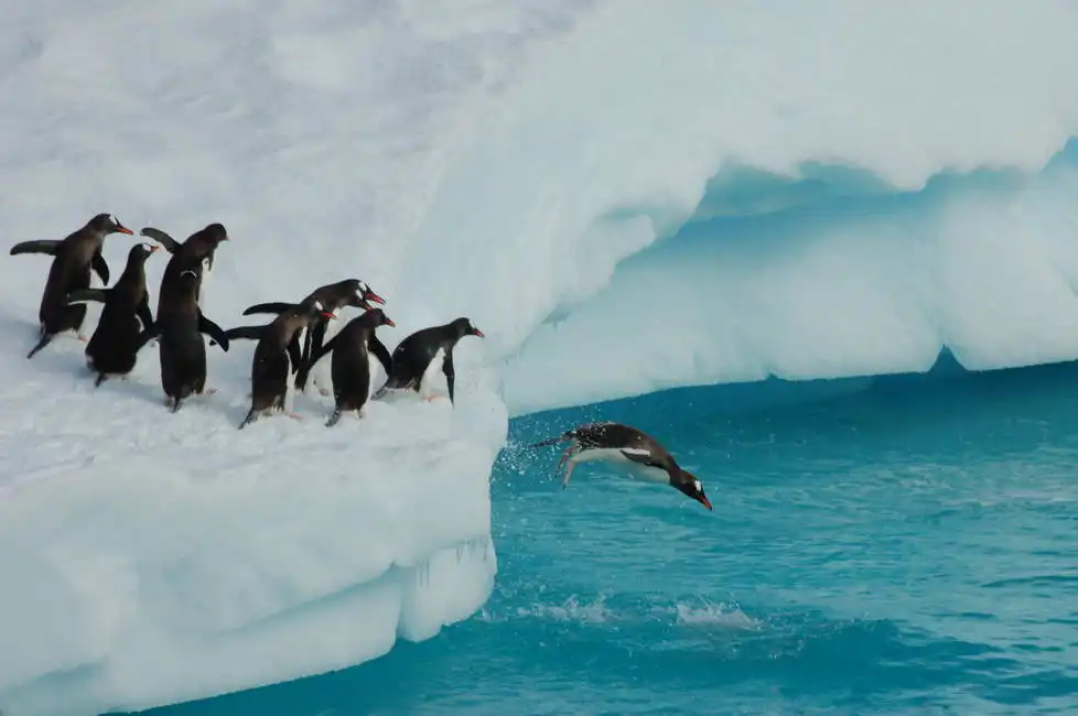 Unknown: Penguins at play