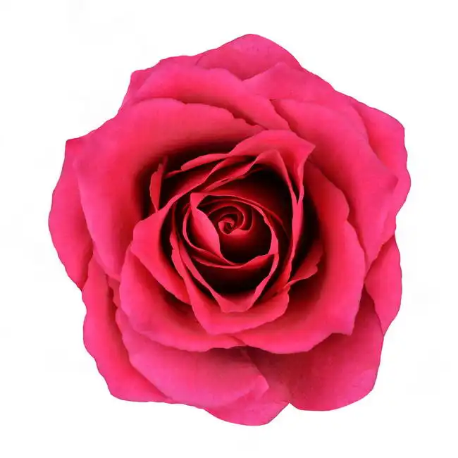 Unknown: Rose rouge