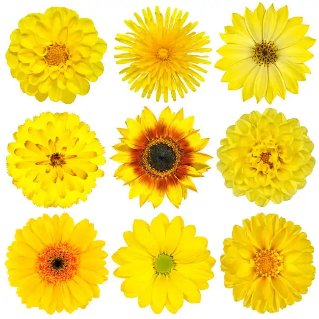 Unknown: Fleurs jaunes