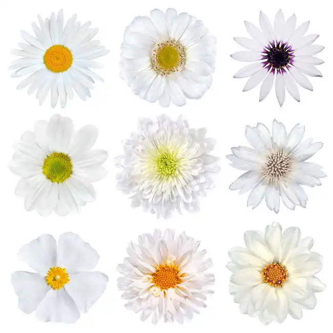Unknown: Fiori bianchi su sfondo bianco
