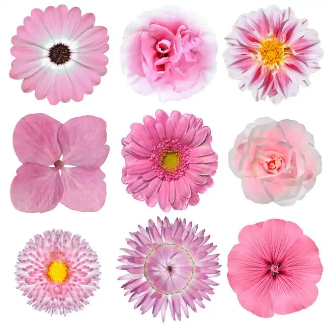 Unknown: Pink flowers on a white background