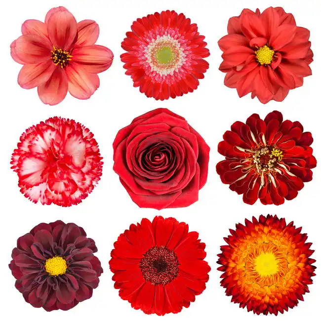 Unknown: Fiori rossi
