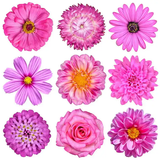 Unknown: Selezione dei fiori rosa