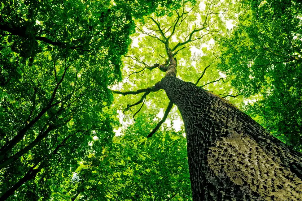 Unknown: Albero