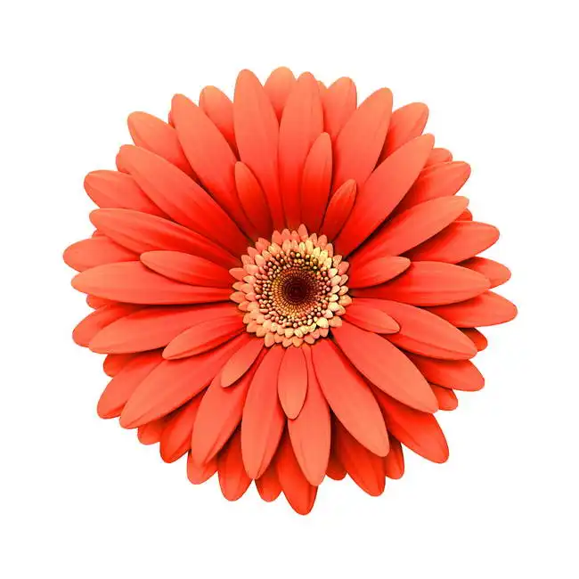 Unknown: Fleur de marguerite rouge