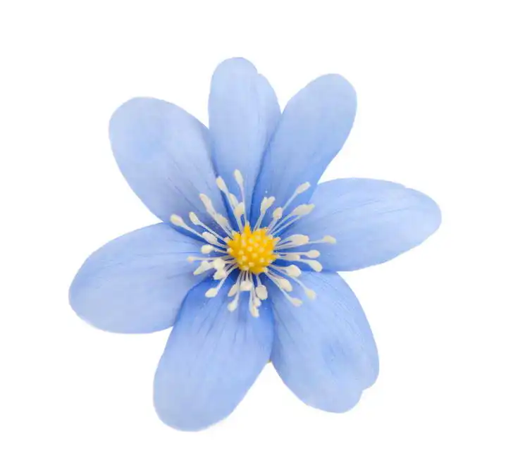 Unknown: Blue flower on a white background