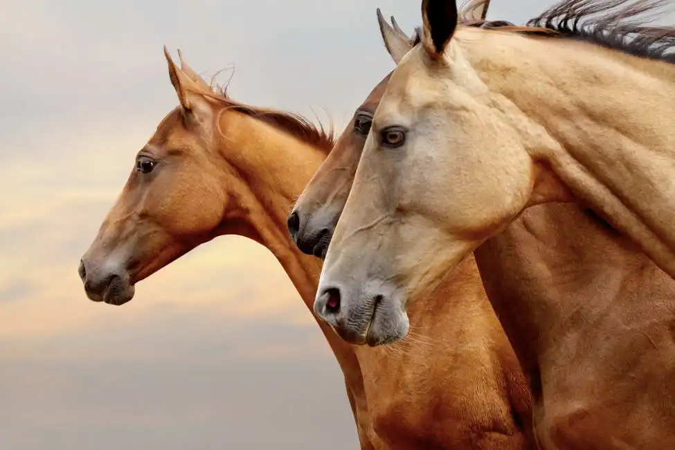 Unknown: Chevaux pur-sang au coucher du soleil