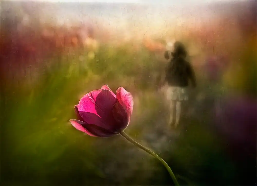 Dou, Shenshen: Un recuerdo rosa