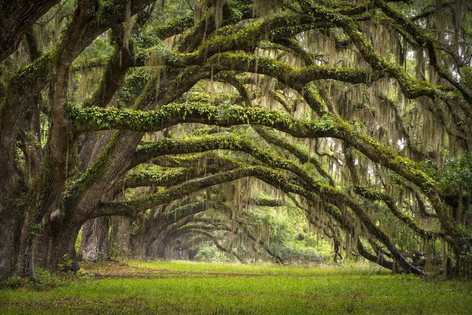 Unknown: Oaks Avenue Charleston