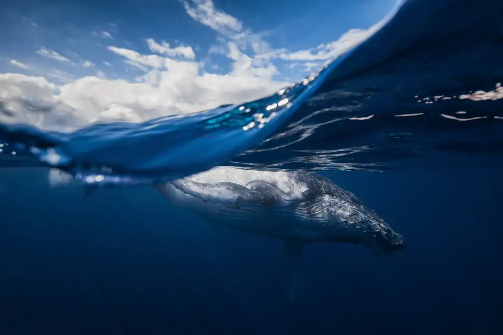 Gabriel, Barathieu: Humpback whale and the sky
