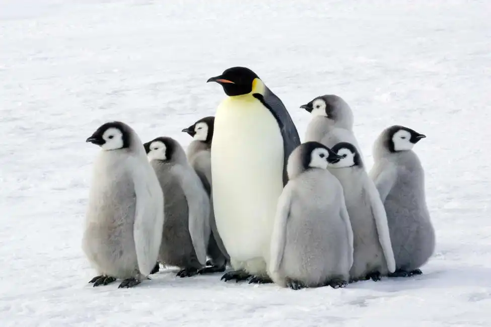 Unknown: Emperor penguin with chicks, Antarctica